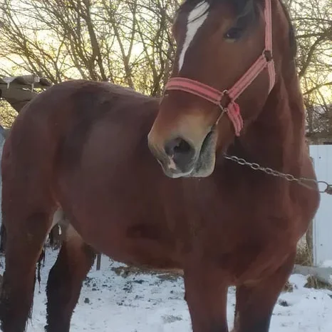 Продаж жеребця 1,5 року- фото № 1