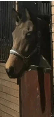 Продаж універсального жеребця 2 роки, з докум.- фото № 1