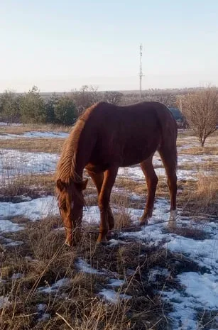 Продаж жеребця 2 роки, запрягається- фото № 1