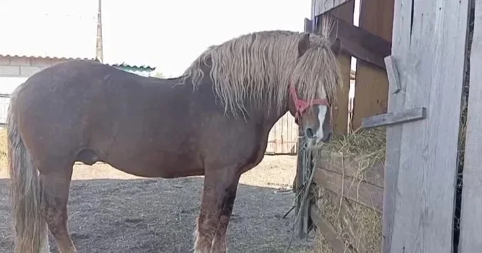 Продам жеребця з документами- фото № 1