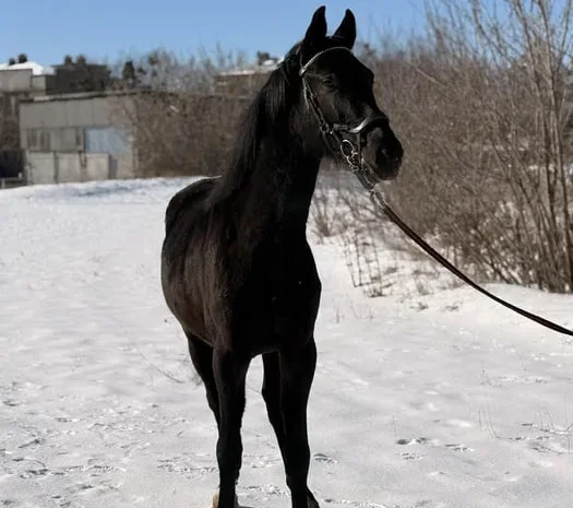 Продаж жеребця УВП 2 роки- фото № 1
