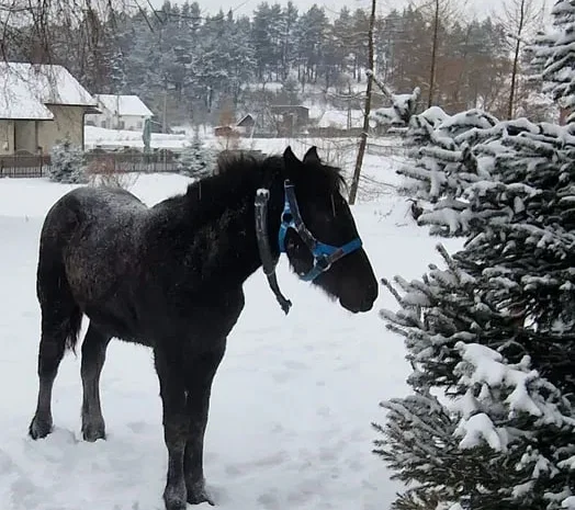 Продаж жеребця по Сеньйору- фото № 1