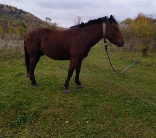 Продаж жеребця 3 роки- фото № 1