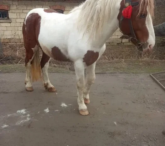 Продаж жеребця 5 років- фото № 1