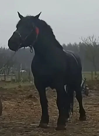 Пропонується молода кобила ваговоз- фото № 1