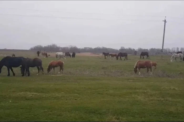 Продаж кобили, можливий продаж кількох- фото № 1