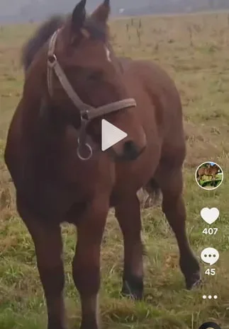 Жеребчик гнідої масті – відмінний вибір для вашого господарства- фото № 1