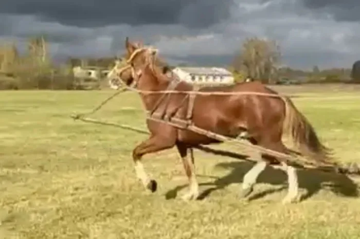 Лоша дворічний ваговоз- фото № 1