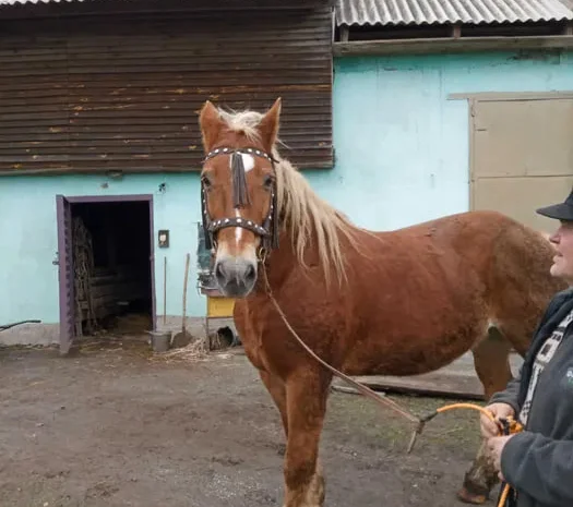 Продається кобила ваговоза- фото № 1