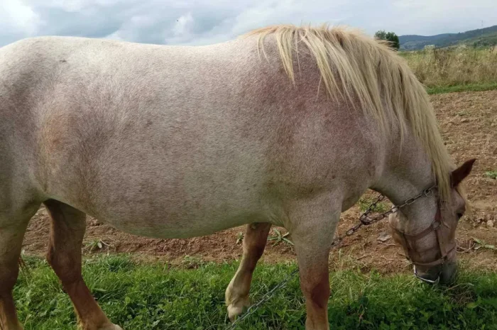 Пропонується кобила ваговозів, 2 роки 3 місяці- фото № 1