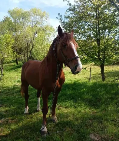 Пропонується кінь породи Торійський ваговоз- фото № 1
