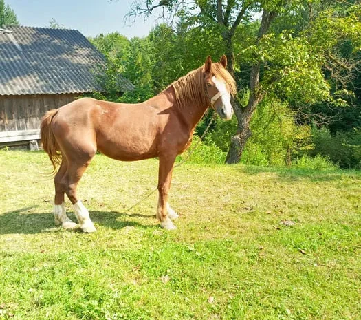Продається кінь породи Олександрійський ваговоз- фото № 1