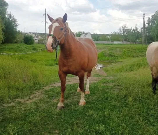 Продаж кобили важкого коня для господарських робіт- фото № 1