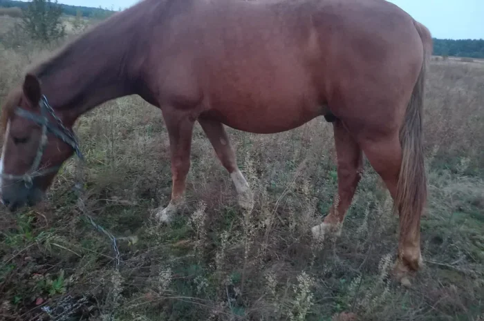 Продаж високого робочого коня ваговозної породи, 5 років- фото № 1