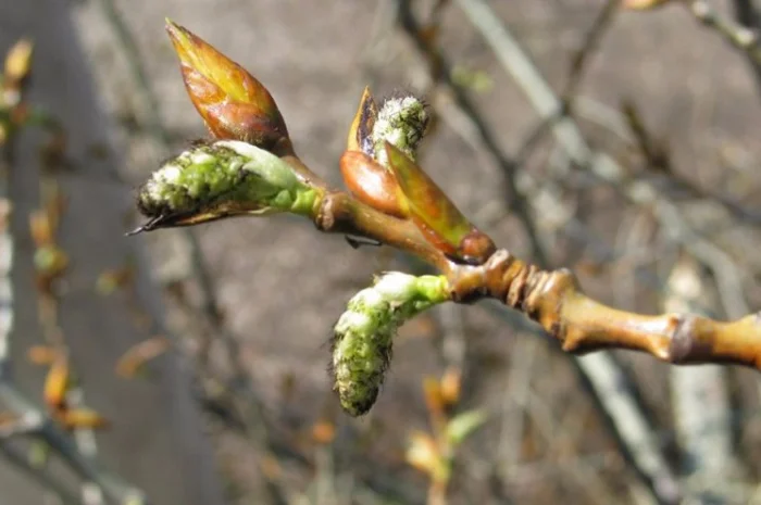 Настойка почек черного тополя 20% – эффективное средство- фото № 3