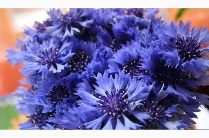 Настоянка василька синього для здоров'я та краси- фото № 1