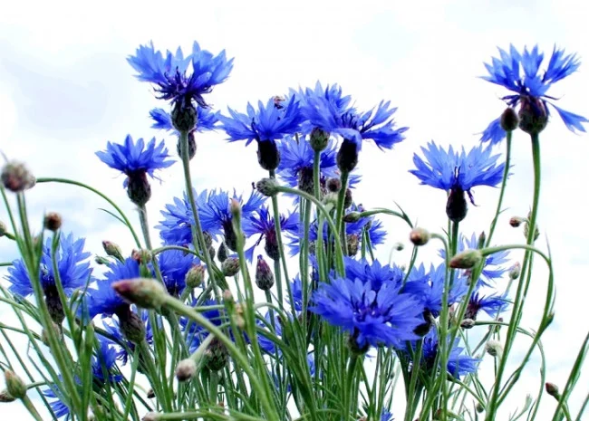 Настоянка василька синього для здоров'я та краси- фото № 2