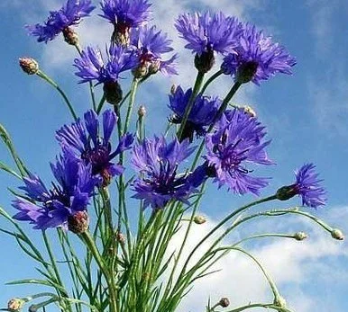 Настоянка василька синього для здоров'я та краси- фото № 3