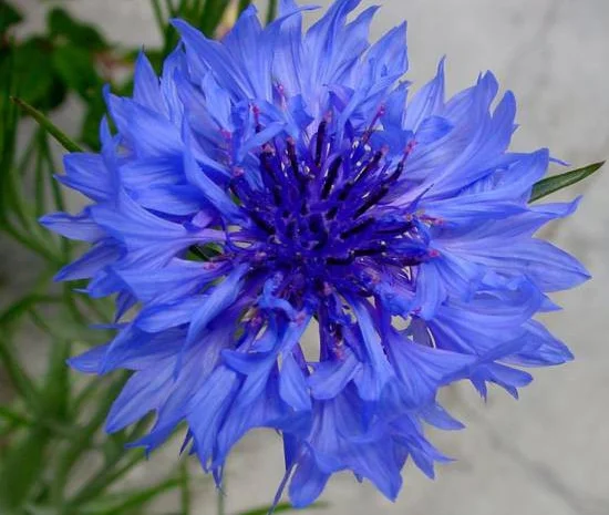 Настоянка василька синього для здоров'я та краси- фото № 5