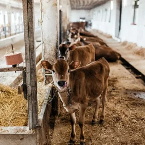 Продаж нетелів, телиць і телят- фото № 1