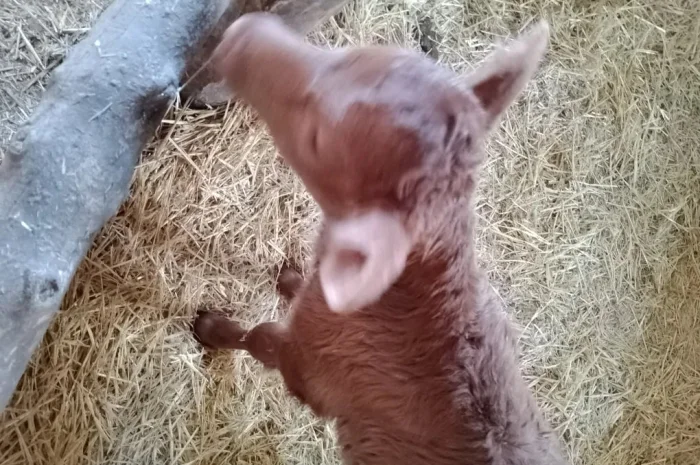 Теля з під молочної корови- фото № 1