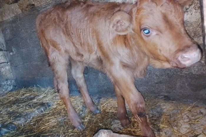 Продам теля молочної породи- фото № 1