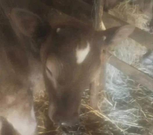 Продаж 2 теличок на перетримку, Сементал і Швіц- фото № 1