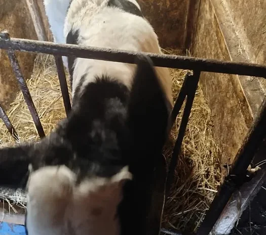 Продаж телят 20–40 днів, 4 бичка і 2 телички- фото № 1