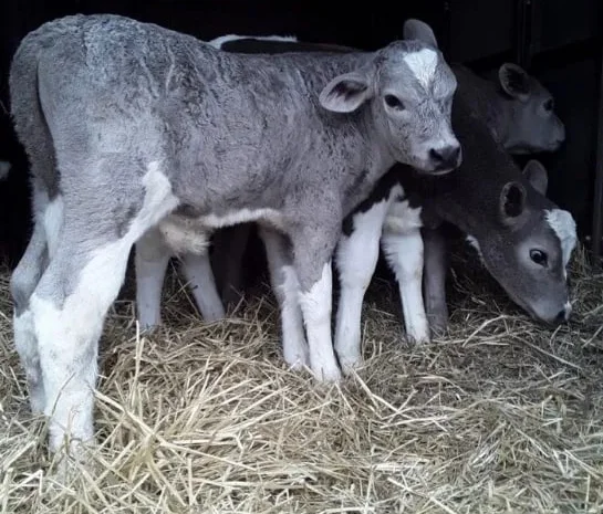 Продаж бичків і телят від 10 голів- фото № 1