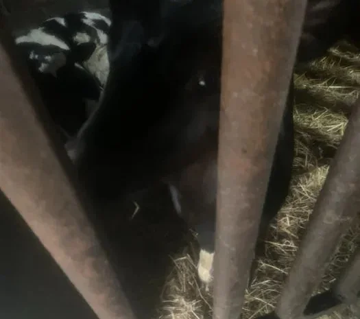 Продаж телят, гарні бички і телички- фото № 1