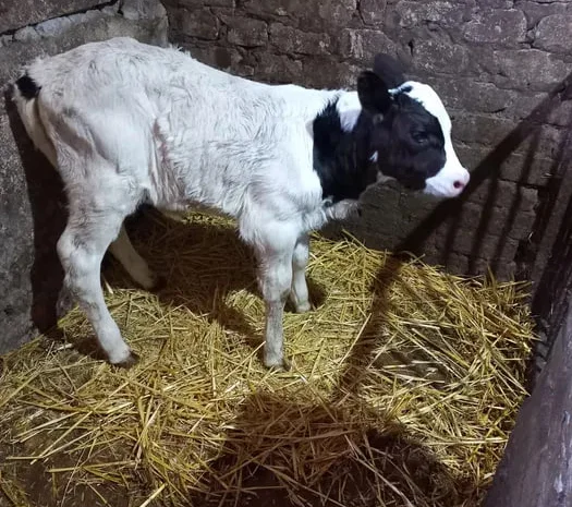 Продамо теля теличку- фото № 1