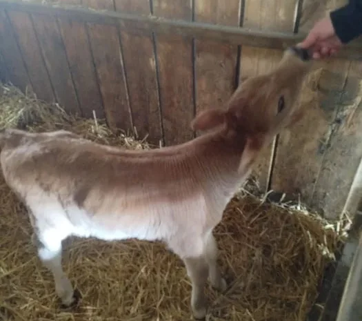 Продаж телят, два бичка і теличка, тижневі- фото № 1