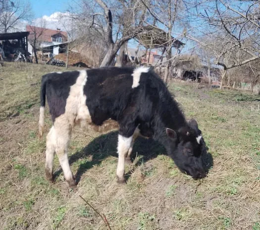 Продам теля 5 місяців- фото № 1