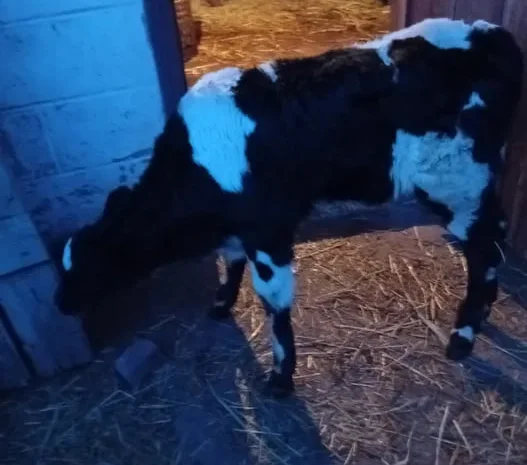 Продаж телички 1 місяць- фото № 1