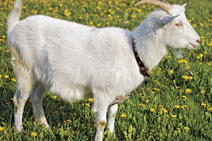 Продаж дійних кіз та козенят різних порід- фото № 1