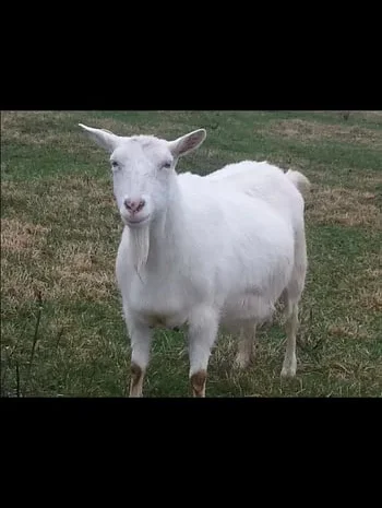Дойна безрога коза на продажу- фото № 1