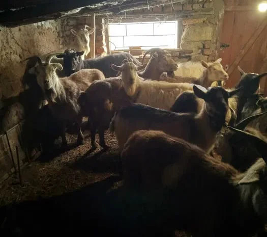 Пропонуються дійні кози для розведення- фото № 1