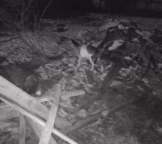 Продаж дійної кози віком 2 роки- фото № 1