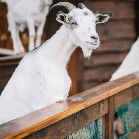 Продаються дійні та кітні кози, племінні цапи- фото № 1