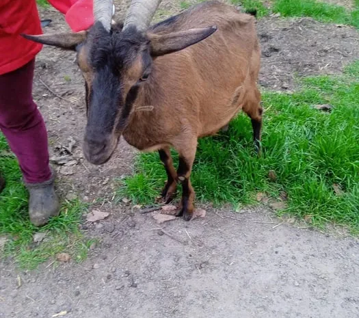 Пропонуються 2 дійні котні кози- фото № 1