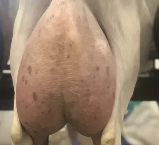 Пропонуються дійні чистокровні зааненські кози- фото № 1