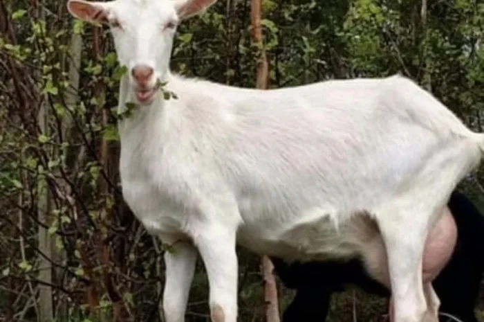Продаються зааненські кози для молочного утримання- фото № 1