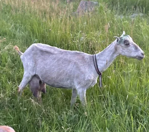 Продаж дійної кози Ламанча після 2 окоту- фото № 1