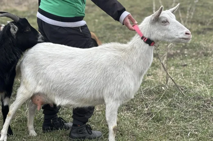 Продаються дійні зааненські кози- фото № 1