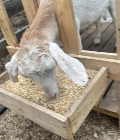 Продаж кози нубійка 50%- фото № 1