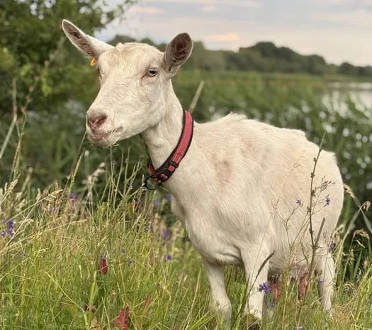 Чистопородні зааненські кози на продаж- фото № 1