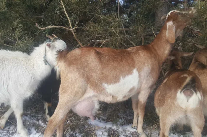 Продаються дійні кози англо-нубійські та зааненські- фото № 1