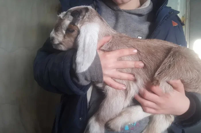 Англо-нубійська козочка 75% для розведення- фото № 1