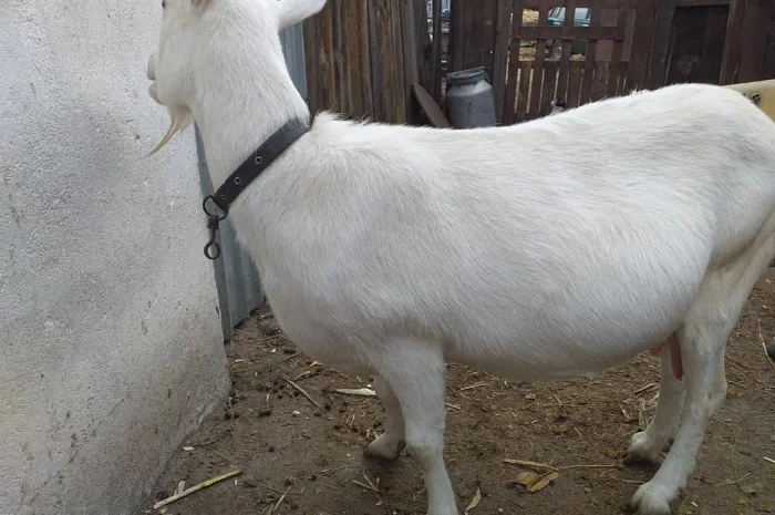 Продаж дійних зааненських кіз різного віку- фото № 1