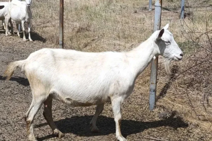 Кози дойні Зааненської та Нубійської породи- фото № 1